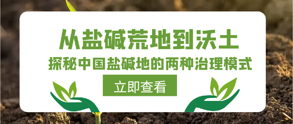 从盐碱荒地到沃土：探秘中国盐碱地的两种治理模式