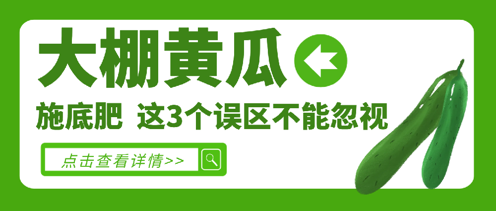 【大棚黄瓜】施底肥，这 3 个误区不能忽视