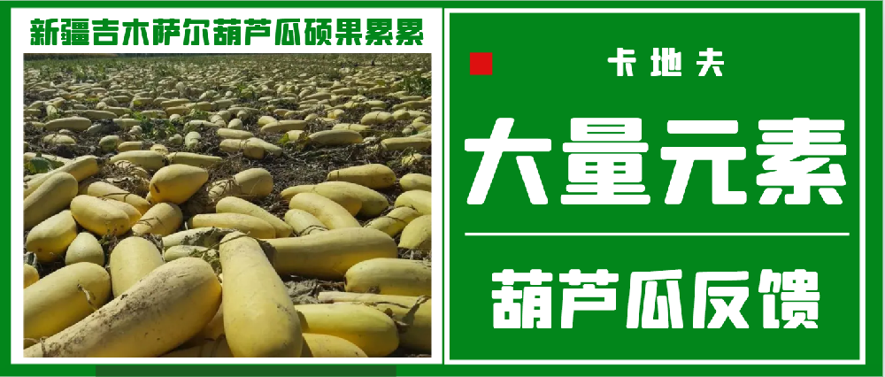 卡地夫肥料：让新疆吉木萨尔葫芦瓜硕果累累
