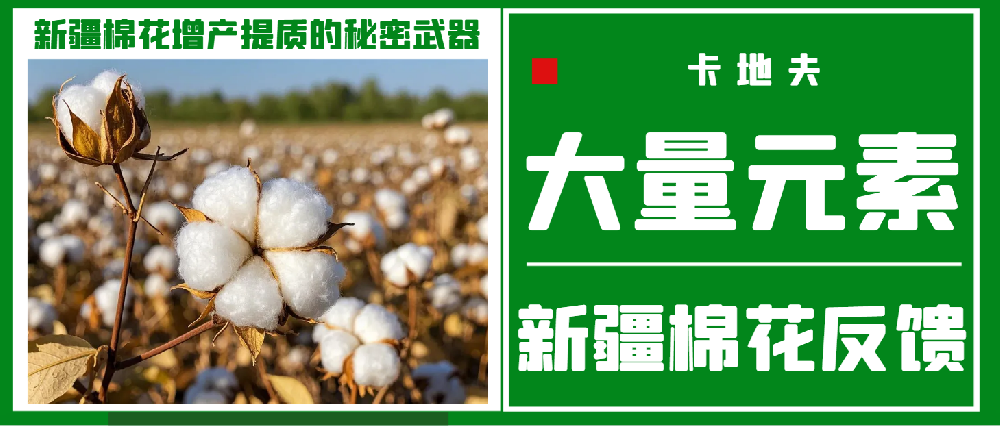 卡地夫大量元素肥料：新疆棉花增产提质的秘密武器