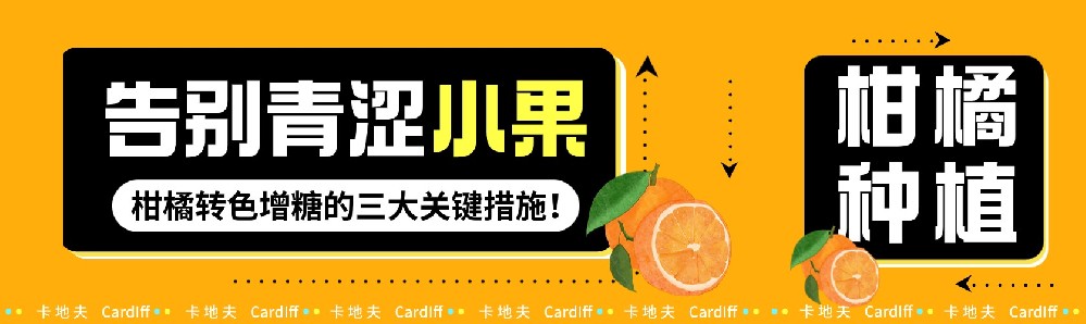 告别青涩小果：促进柑橘均匀转色、快速增糖的三大关键措施